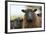 Black Welsh Mountain Sheep Portrait, Herefordshire, UK-Will Watson-Framed Photographic Print