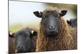 Black Welsh Mountain Sheep Portrait, Herefordshire, UK-Will Watson-Mounted Photographic Print
