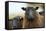 Black Welsh Mountain Sheep Portrait, Herefordshire, UK-Will Watson-Framed Stretched Canvas