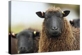 Black Welsh Mountain Sheep Portrait, Herefordshire, UK-Will Watson-Stretched Canvas