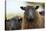 Black Welsh Mountain Sheep Portrait, Herefordshire, UK-Will Watson-Stretched Canvas