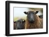 Black Welsh Mountain Sheep Portrait, Herefordshire, UK-Will Watson-Framed Photographic Print