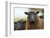 Black Welsh Mountain Sheep Portrait, Herefordshire, UK-Will Watson-Framed Photographic Print