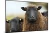 Black Welsh Mountain Sheep Portrait, Herefordshire, UK-Will Watson-Mounted Photographic Print