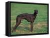 Black Whippet Standing in Field-Adriano Bacchella-Framed Stretched Canvas
