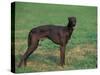 Black Whippet Standing in Field-Adriano Bacchella-Stretched Canvas