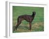 Black Whippet Standing in Field-Adriano Bacchella-Framed Photographic Print