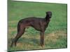 Black Whippet Standing in Field-Adriano Bacchella-Mounted Photographic Print