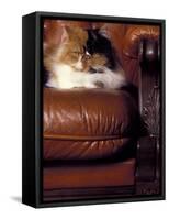 Black, White and Cream Mackerel Tabby Persian Cat Resting in Armchair-Adriano Bacchella-Framed Stretched Canvas