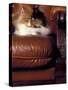 Black, White and Cream Mackerel Tabby Persian Cat Resting in Armchair-Adriano Bacchella-Stretched Canvas