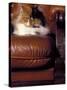 Black, White and Cream Mackerel Tabby Persian Cat Resting in Armchair-Adriano Bacchella-Stretched Canvas