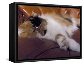 Black, White and Cream Mackerel Tabby Persian Cat Resting in Armchair-Adriano Bacchella-Framed Stretched Canvas