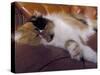 Black, White and Cream Mackerel Tabby Persian Cat Resting in Armchair-Adriano Bacchella-Stretched Canvas