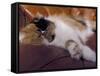 Black, White and Cream Mackerel Tabby Persian Cat Resting in Armchair-Adriano Bacchella-Framed Stretched Canvas