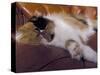 Black, White and Cream Mackerel Tabby Persian Cat Resting in Armchair-Adriano Bacchella-Stretched Canvas