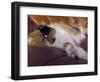 Black, White and Cream Mackerel Tabby Persian Cat Resting in Armchair-Adriano Bacchella-Framed Photographic Print