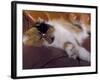 Black, White and Cream Mackerel Tabby Persian Cat Resting in Armchair-Adriano Bacchella-Framed Photographic Print