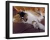 Black, White and Cream Mackerel Tabby Persian Cat Resting in Armchair-Adriano Bacchella-Framed Photographic Print