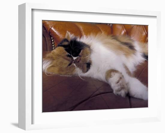 Black, White and Cream Mackerel Tabby Persian Cat Resting in Armchair-Adriano Bacchella-Framed Photographic Print