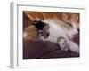 Black, White and Cream Mackerel Tabby Persian Cat Resting in Armchair-Adriano Bacchella-Framed Photographic Print