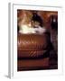 Black, White and Cream Mackerel Tabby Persian Cat Resting in Armchair-Adriano Bacchella-Framed Photographic Print