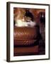 Black, White and Cream Mackerel Tabby Persian Cat Resting in Armchair-Adriano Bacchella-Framed Photographic Print