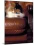 Black, White and Cream Mackerel Tabby Persian Cat Resting in Armchair-Adriano Bacchella-Mounted Photographic Print