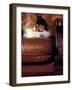 Black, White and Cream Mackerel Tabby Persian Cat Resting in Armchair-Adriano Bacchella-Framed Photographic Print