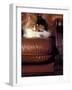 Black, White and Cream Mackerel Tabby Persian Cat Resting in Armchair-Adriano Bacchella-Framed Photographic Print