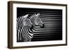 Black White And Zebras-Andre Villeneuve-Framed Photographic Print
