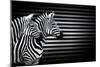 Black White And Zebras-Andre Villeneuve-Mounted Photographic Print