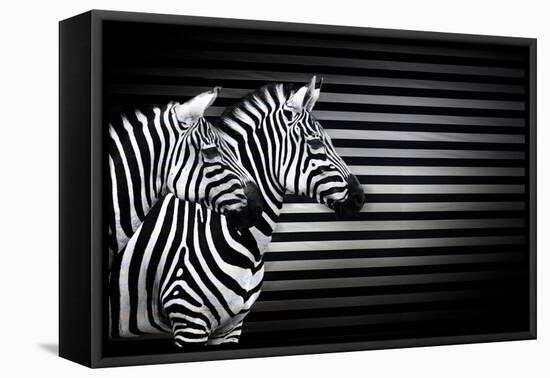 Black White And Zebras-Andre Villeneuve-Framed Stretched Canvas