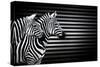 Black White And Zebras-Andre Villeneuve-Stretched Canvas