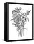 Black & White Bouquet II-Emma Scarvey-Framed Stretched Canvas