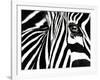 Black & White II (Zebra)-Rocco Sette-Framed Art Print