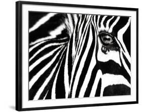 Black & White II (Zebra)-Rocco Sette-Framed Art Print