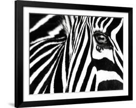 Black & White II (Zebra)-Rocco Sette-Framed Art Print