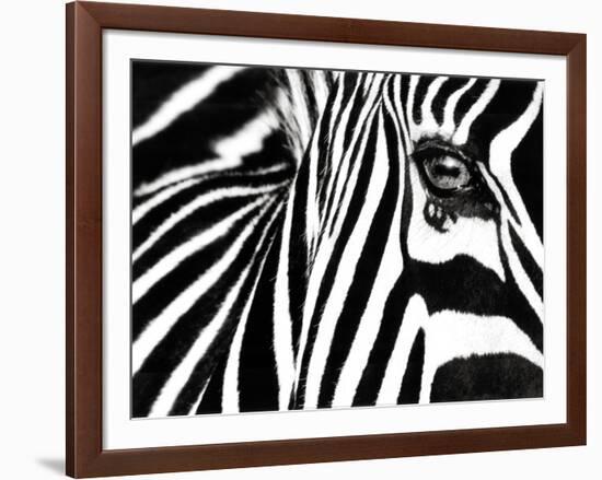 Black & White II (Zebra)-Rocco Sette-Framed Art Print