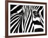 Black & White II (Zebra)-Rocco Sette-Framed Art Print