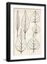 Black & White Leaf Engravings-null-Framed Art Print