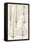 Black & White Leaf Engravings-null-Framed Stretched Canvas