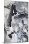 Black & White Mix III-Christina Long-Mounted Art Print