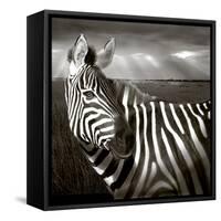 Black & White of Zebra and Plain, Kenya-Joanne Williams-Framed Stretched Canvas