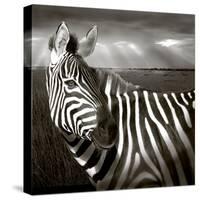Black & White of Zebra and Plain, Kenya-Joanne Williams-Stretched Canvas