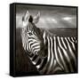 Black & White of Zebra and Plain, Kenya-Joanne Williams-Framed Stretched Canvas