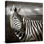 Black & White of Zebra and Plain, Kenya-Joanne Williams-Stretched Canvas