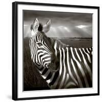 Black & White of Zebra and Plain, Kenya-Joanne Williams-Framed Photographic Print