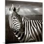 Black & White of Zebra and Plain, Kenya-Joanne Williams-Mounted Photographic Print