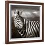 Black & White of Zebra and Plain, Kenya-Joanne Williams-Framed Photographic Print