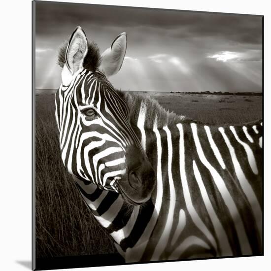 Black & White of Zebra and Plain, Kenya-Joanne Williams-Mounted Photographic Print